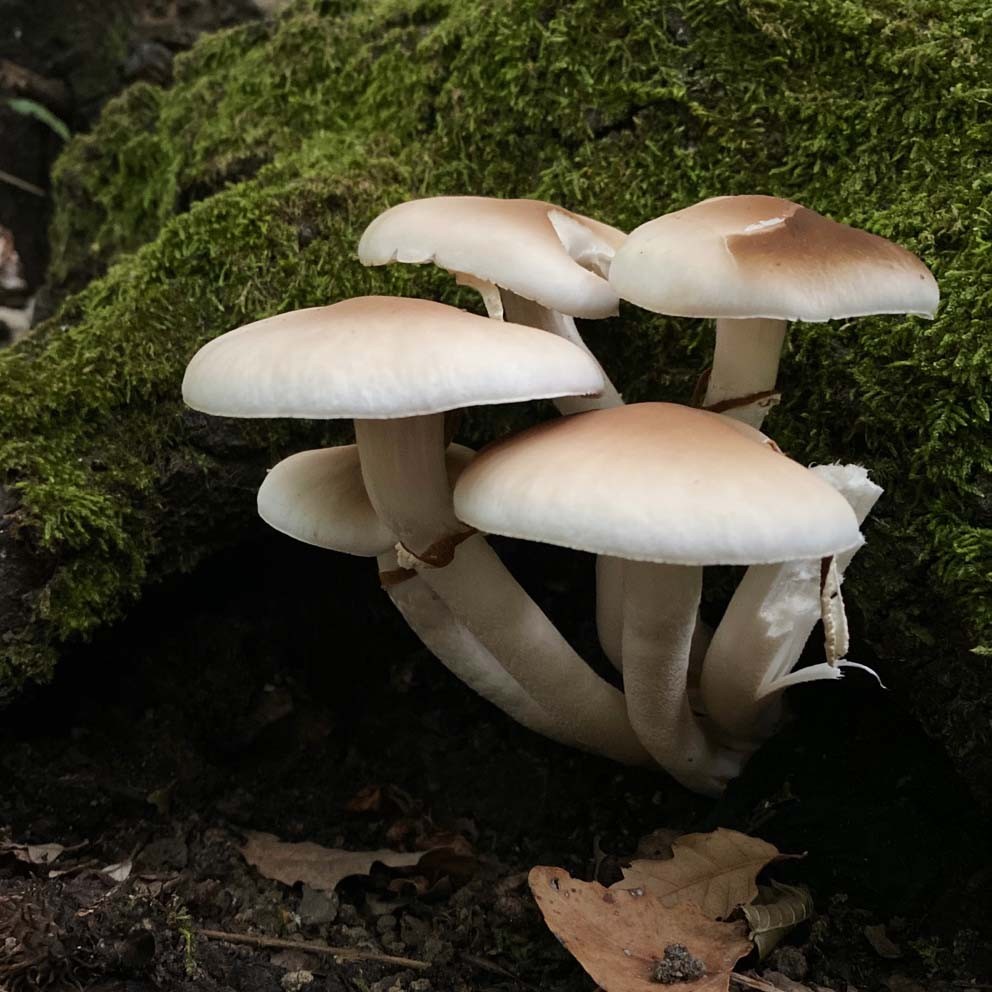 Pholiote du peuplier (Cyclocybe cylindracea)