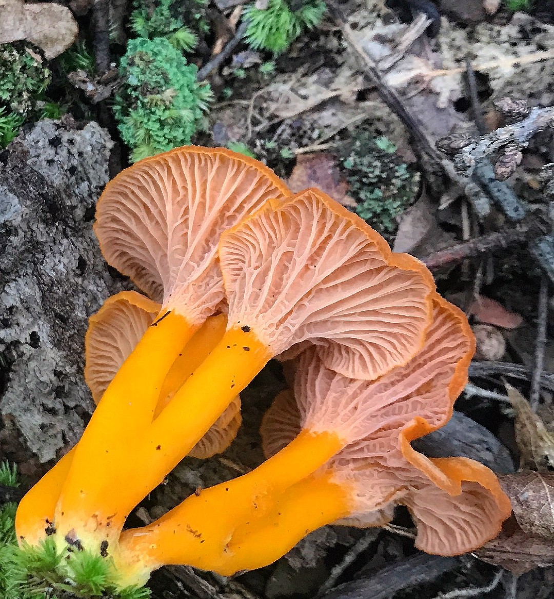 Flame chanterelle How to identify it? Picture Mushroom