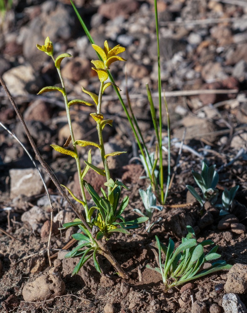 Mustard flower rust (Puccinia monoica) Picture Mushroom