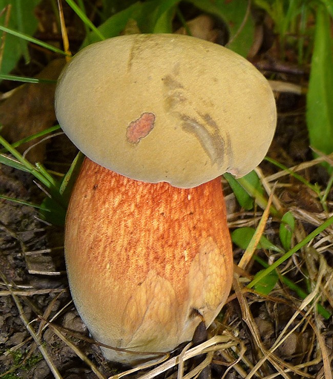 Boletus luridellus (Boletus luridellus) Picture Mushroom