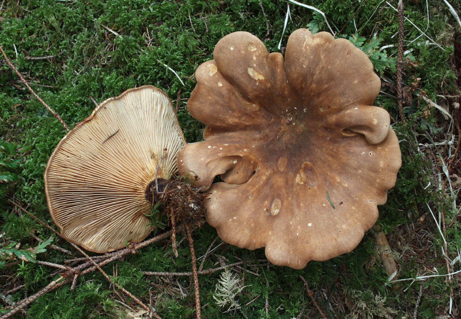 ニワタケ 見分け方 - Picture Mushroom