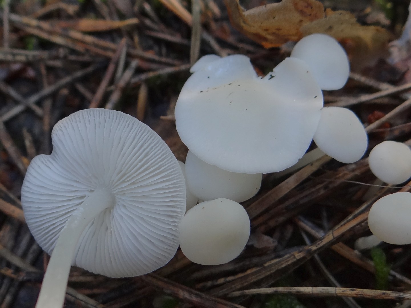 Hemimycena lactea (Hemimycena lactea) Picture Mushroom