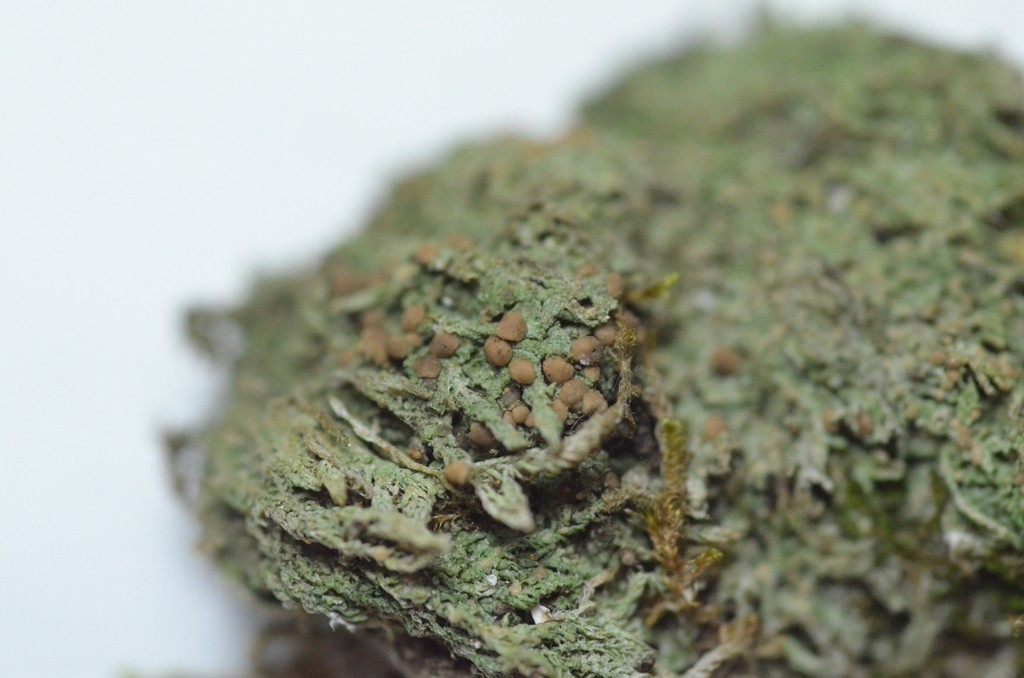 Biatora (Biatora) Picture Mushroom