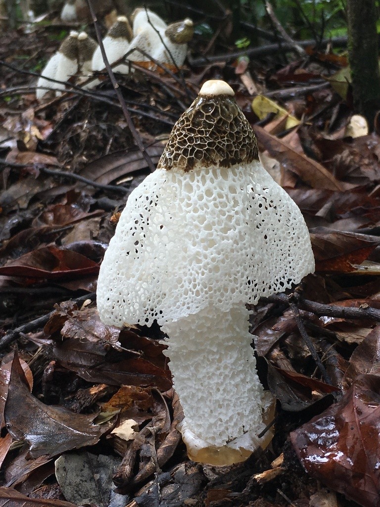 Bridal veil stinkhorn How to identify it? Picture Mushroom