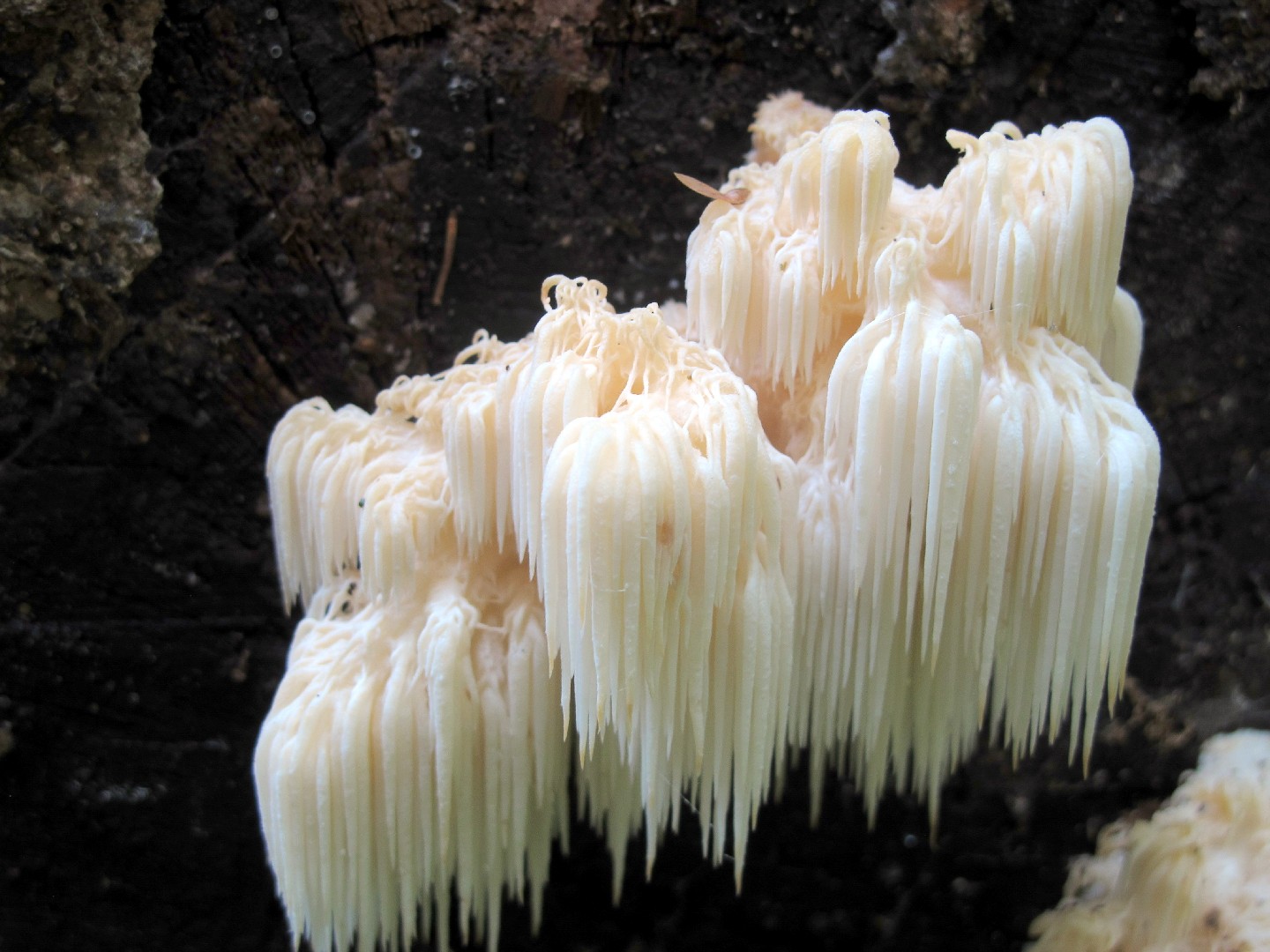 Hericium americanum (Hericium americanum) - Picture Mushroom