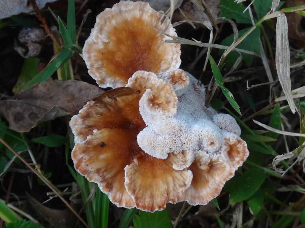 Blushing rosette How to identify it? Picture Mushroom