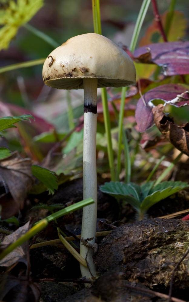 Protostropharia (Protostropharia) Picture Mushroom