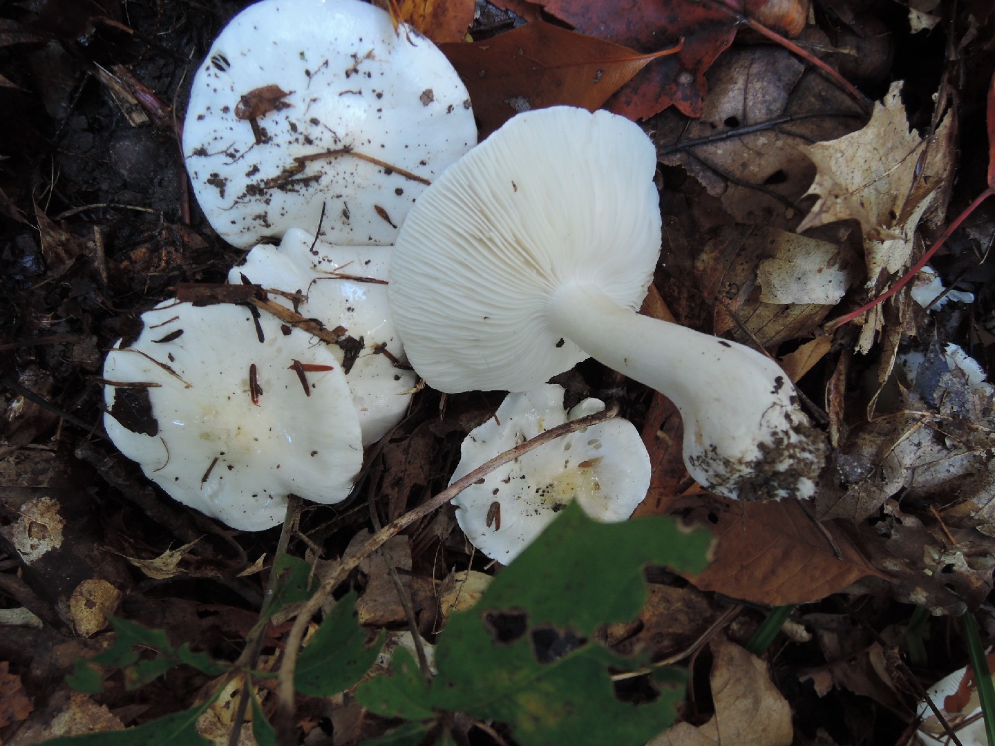 Tricholoma subresplendens (Tricholoma subresplendens) Picture Mushroom