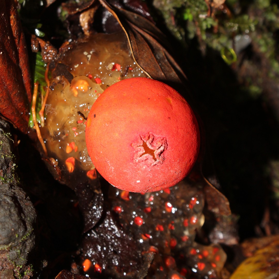 Stalked puffballs (Calostomataceae)