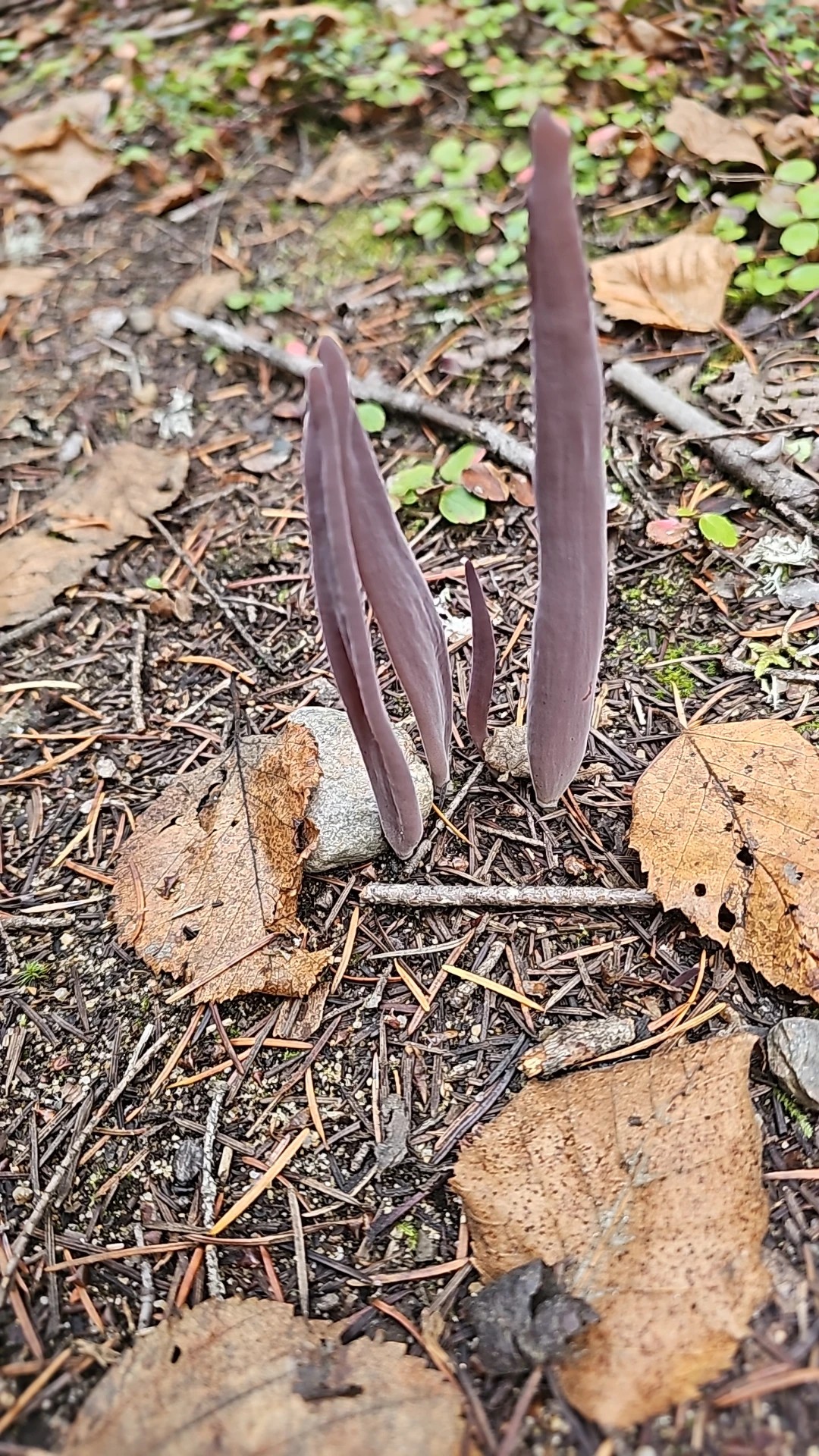 Alloclavaria (Alloclavaria)