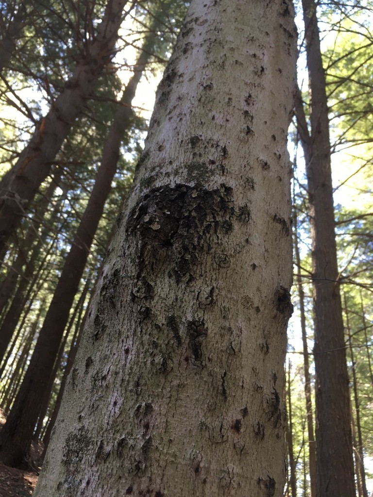 Neonectria faginata (Neonectria faginata) - Picture Mushroom