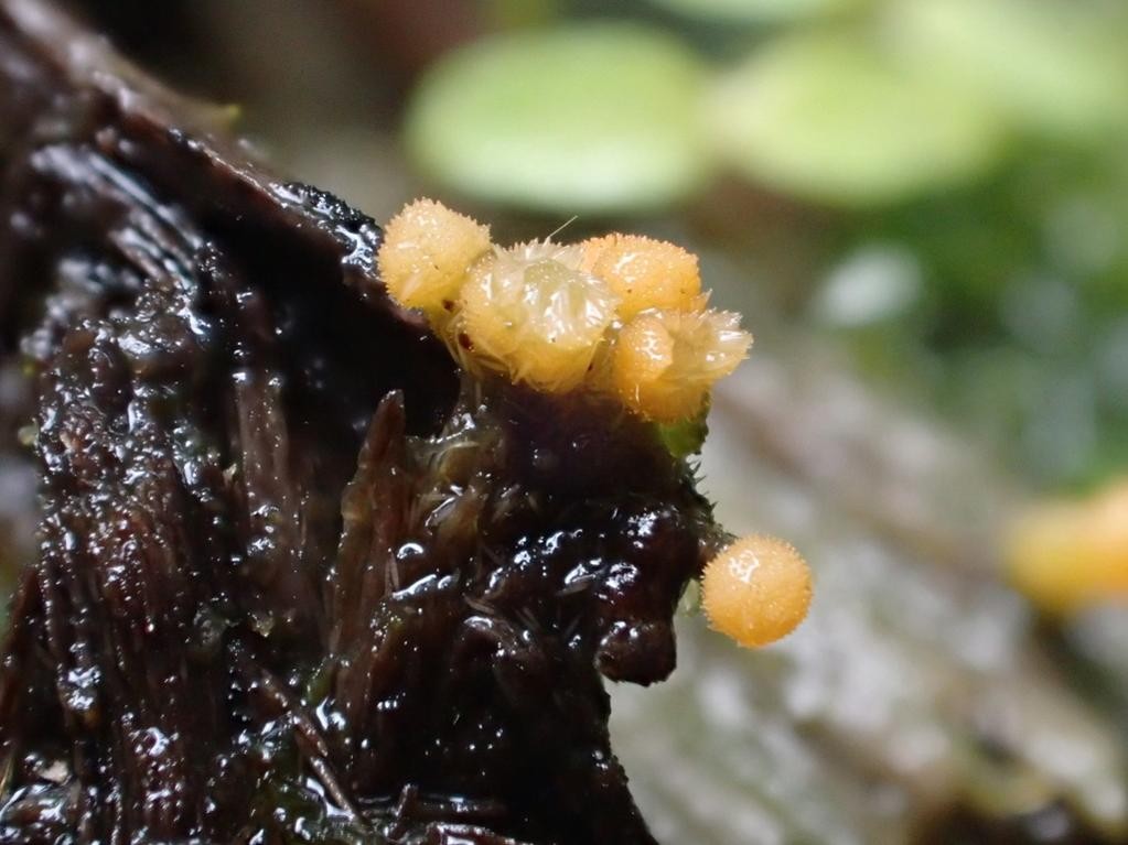 Bactridium (Bactridium) Picture Mushroom