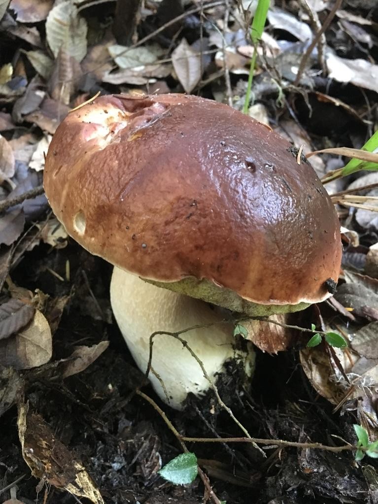 Болет (Boletus) Picture Mushroom