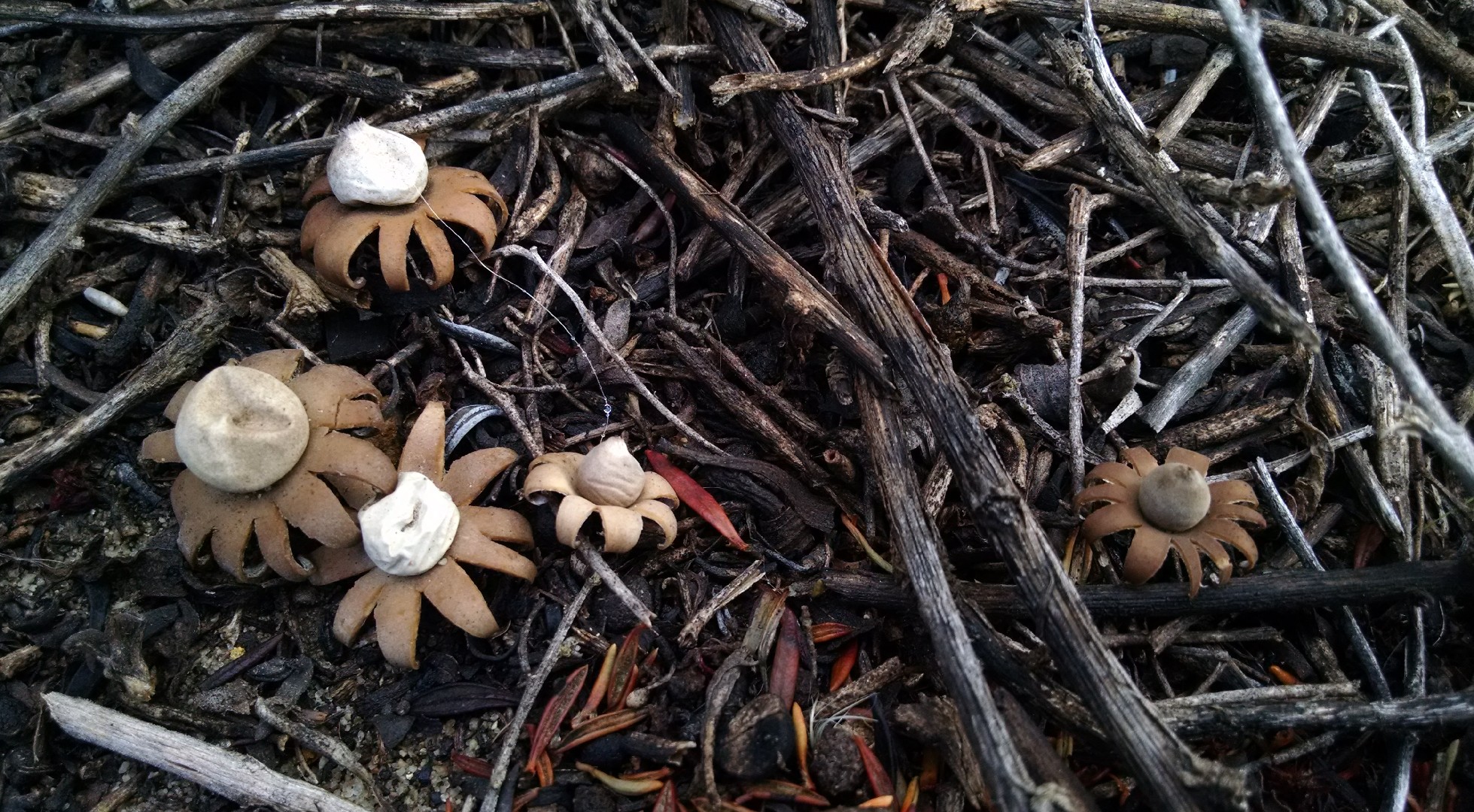 Geastrum floriforme (Geastrum floriforme) - Picture Mushroom