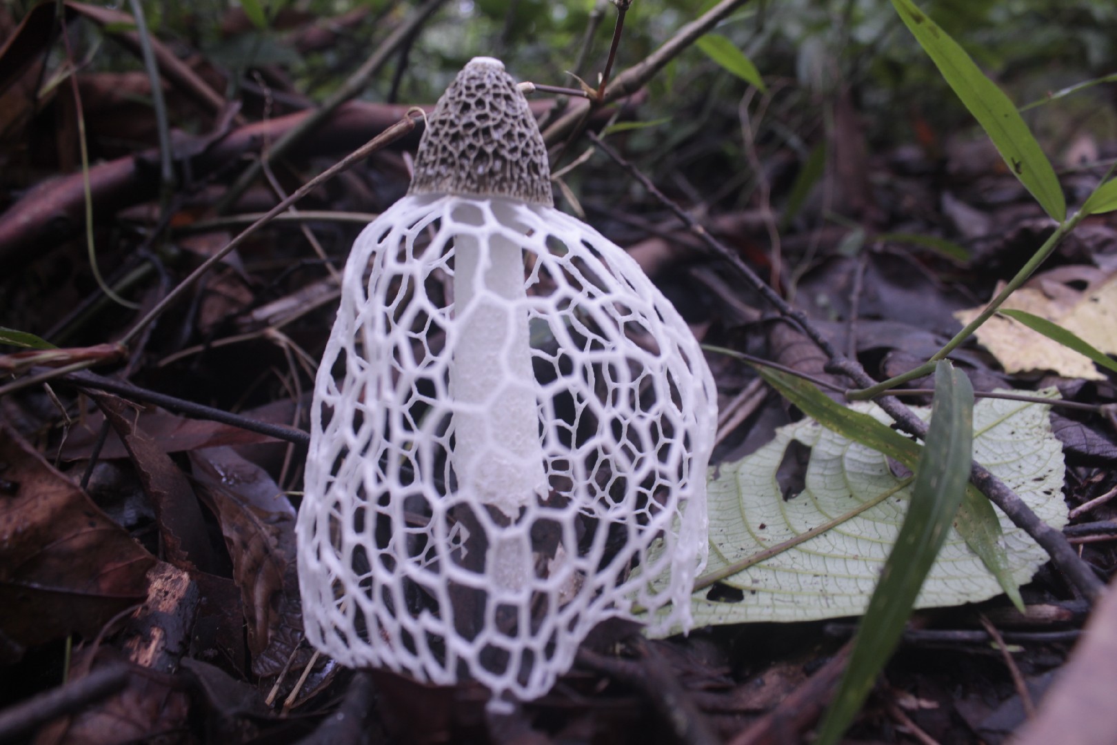 Bridal veil stinkhorn How to identify it? Picture Mushroom