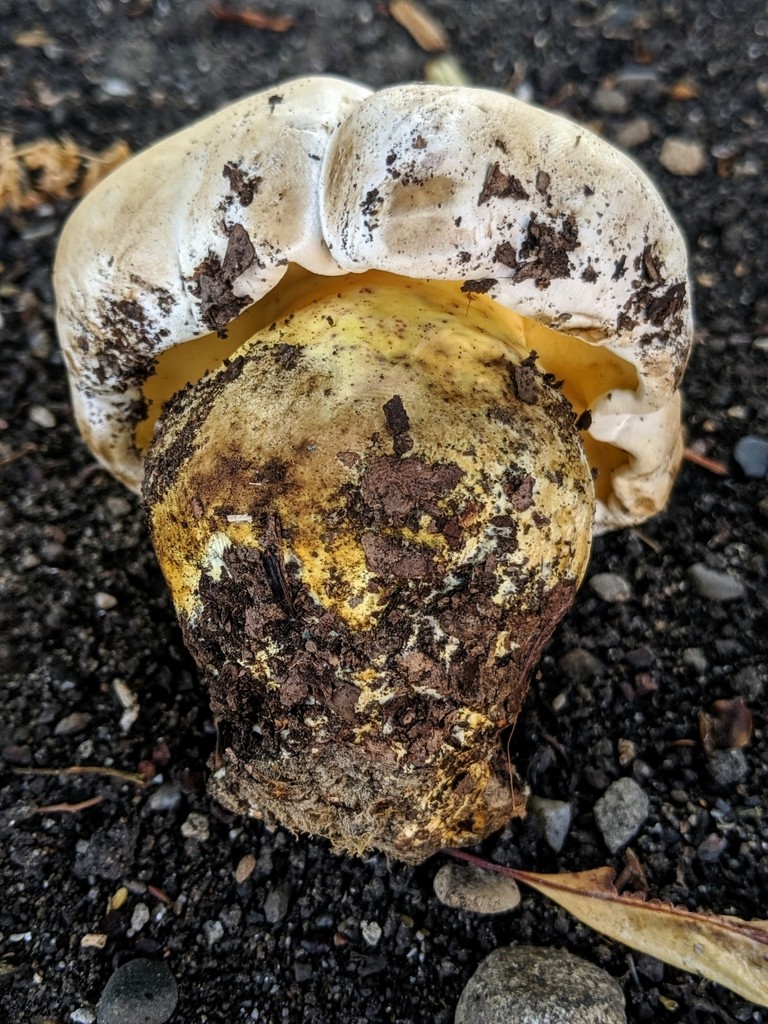 Caloboletus (Caloboletus) Picture Mushroom