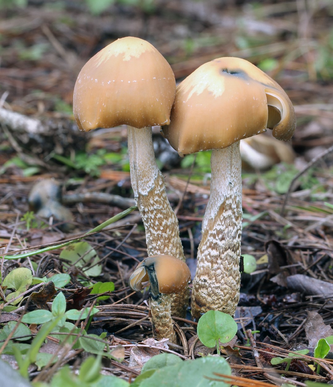 プシロキベ ザポテコルム Psilocybe Zapotecorum Picture Mushroom