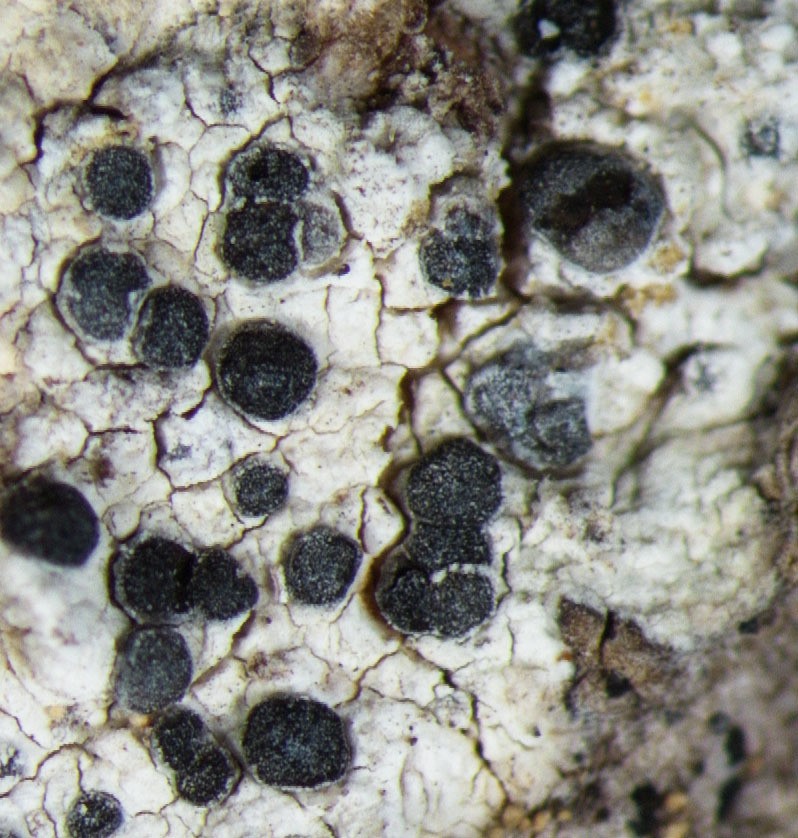 Schwarzweiße Buellie (Diplotomma alboatrum) Picture Mushroom