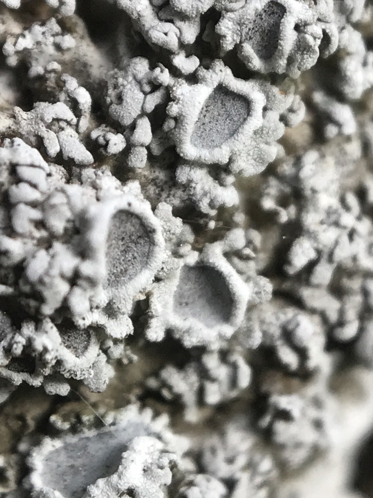 Physconia americana (Physconia americana) Picture Mushroom