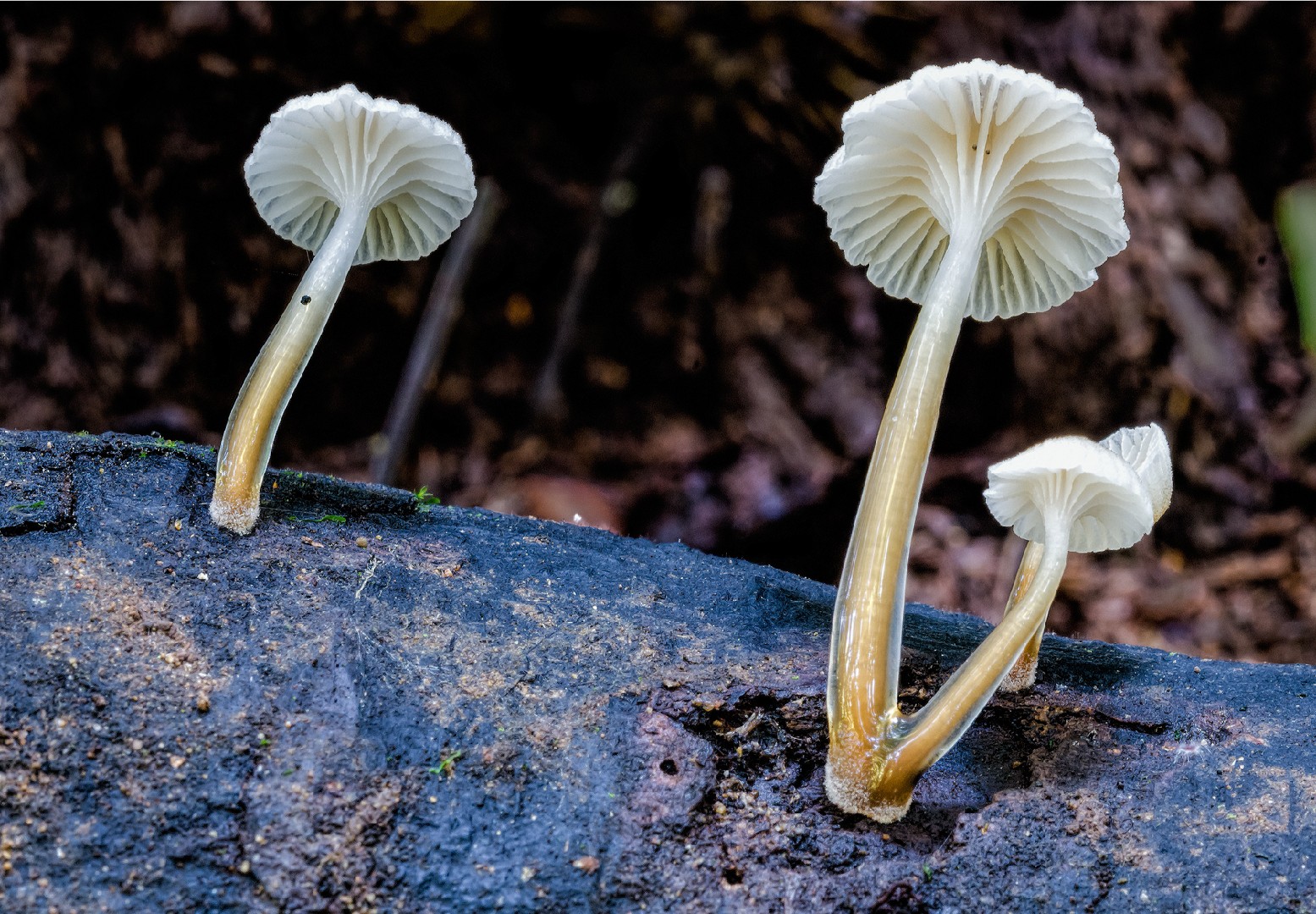 Austro dripping bonnet (Roridomyces austrororidus) - Picture Mushroom