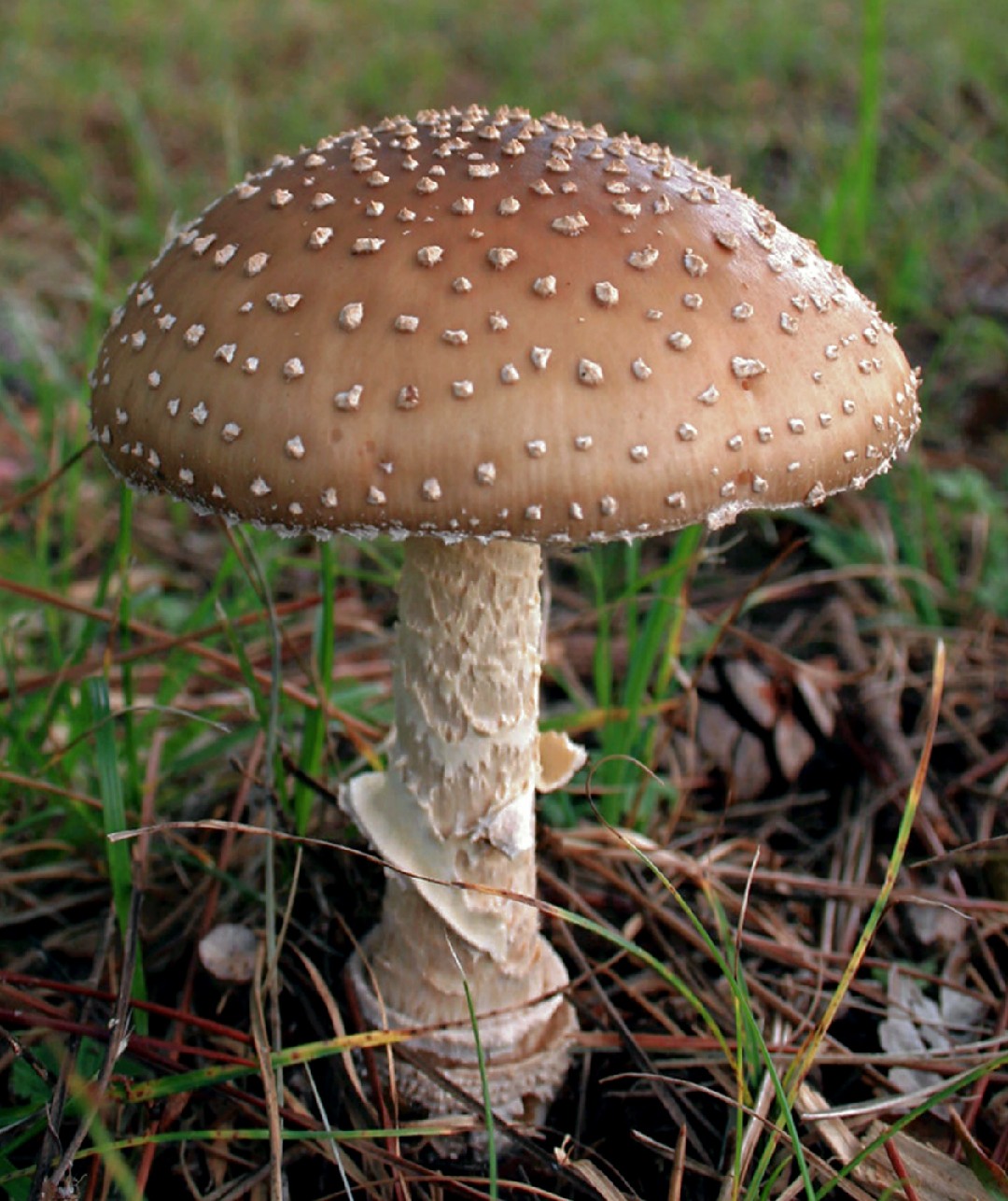 テングタケ 天狗茸 Amanita Pantherina Picture Mushroom