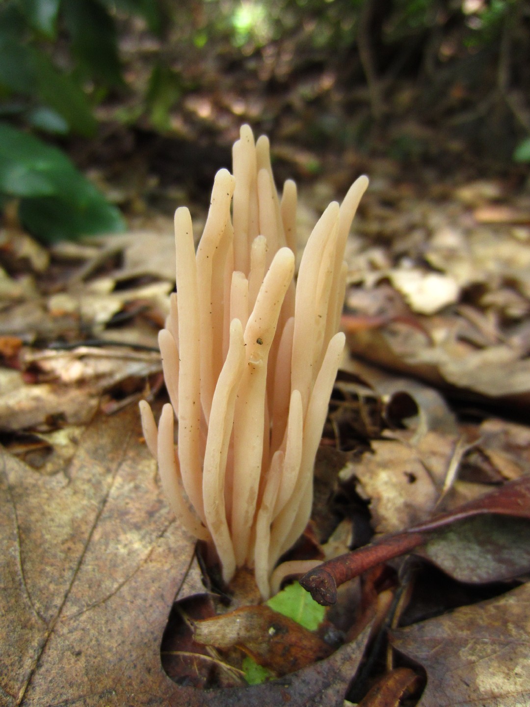 Clavaria fumosa (Clavaria fumosa) - Picture Mushroom