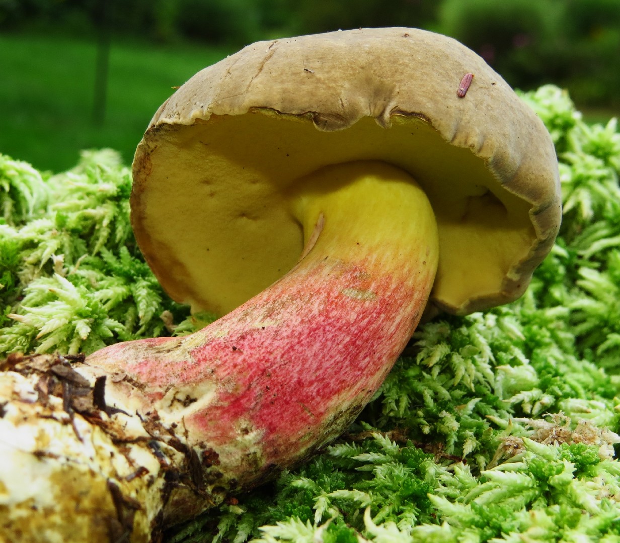 Caloboletus (Caloboletus) Picture Mushroom