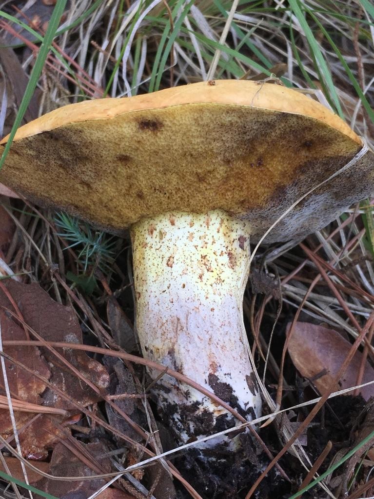 Suillus kaibabensis (Suillus kaibabensis) Picture Mushroom
