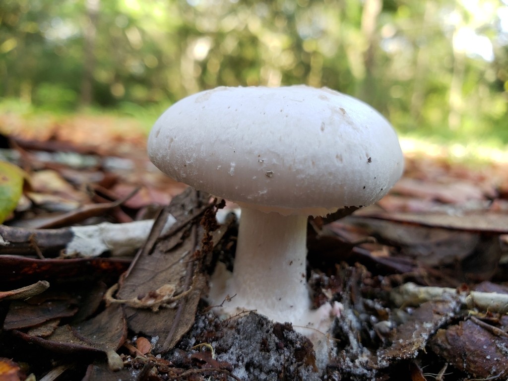 Amanita virosiformis (Amanita virosiformis) Picture Mushroom