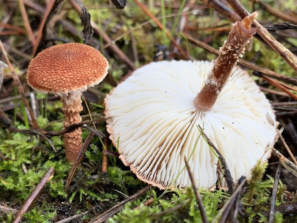 Cystodermella (Cystodermella) Picture Mushroom