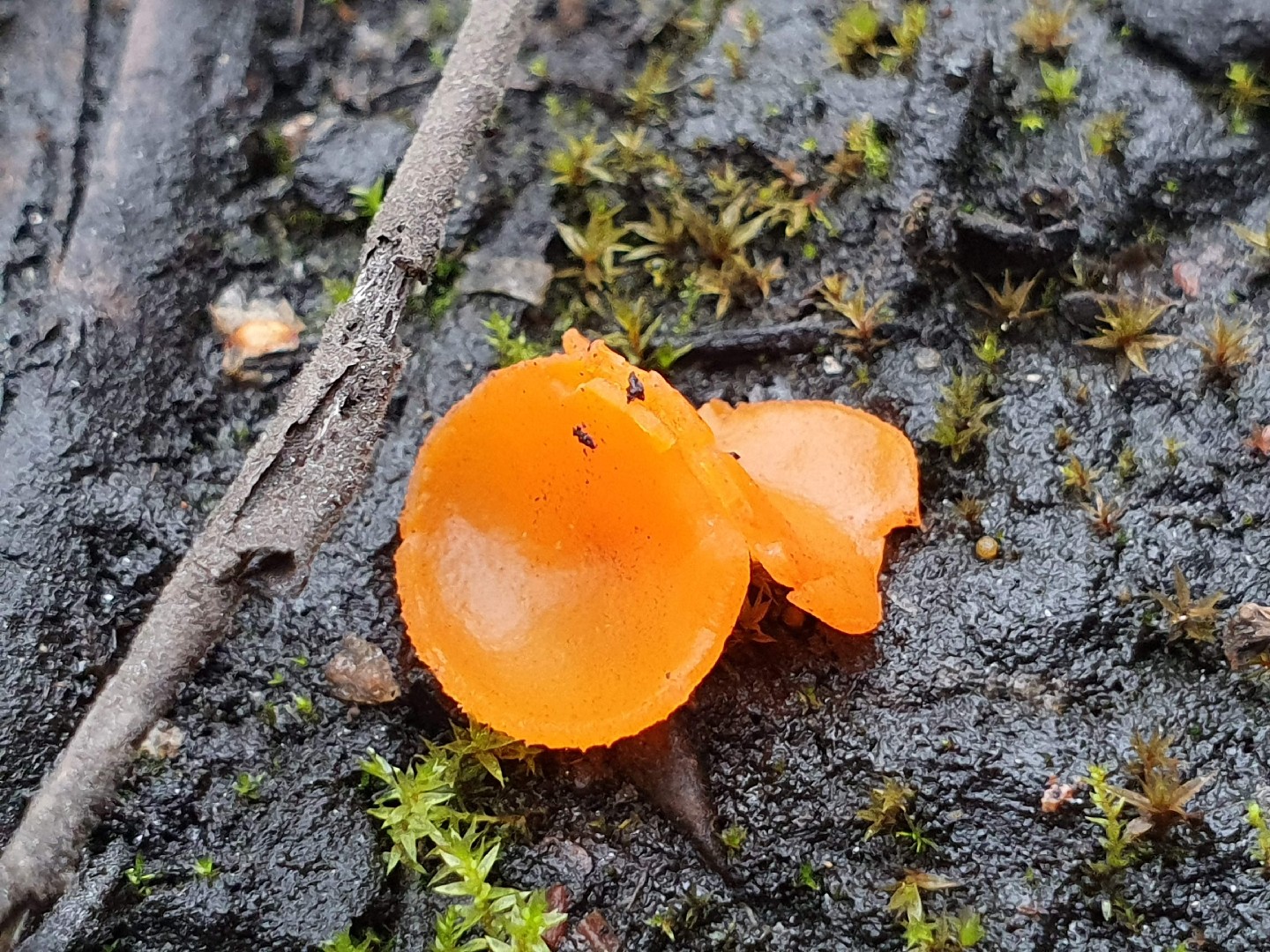 Orange Cup Melastiza Cornubiensis Picture Mushroom orange-cup-melastiza-cornubiensis-picture-mushroom