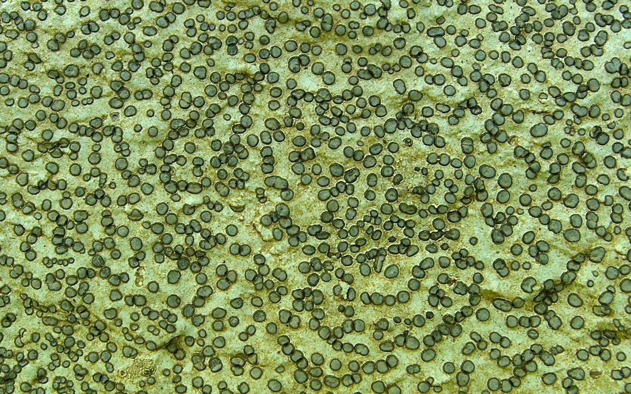 Porpidia (Porpidia) Picture Mushroom