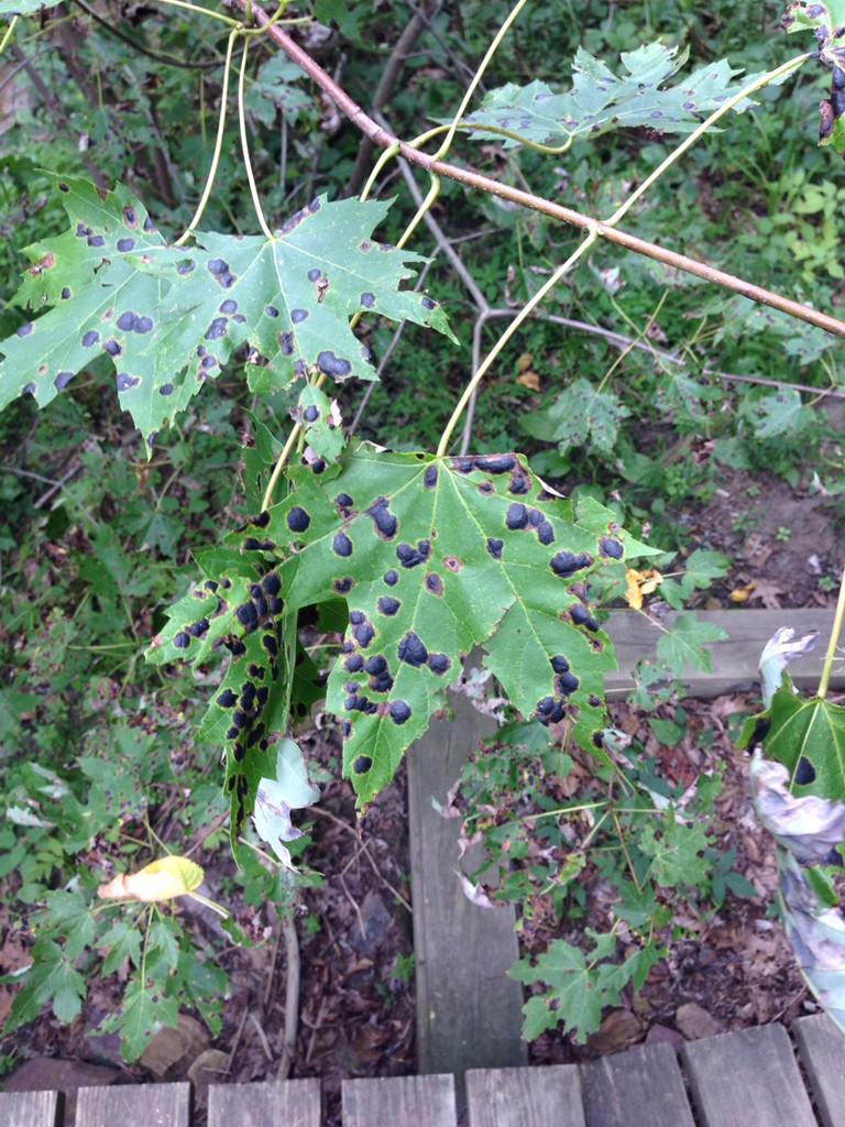 Rhytisma americanum (Rhytisma americanum) Picture Mushroom