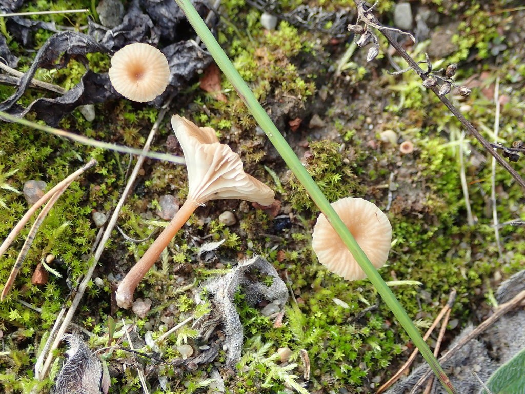 Omphalina (Omphalina) Picture Mushroom