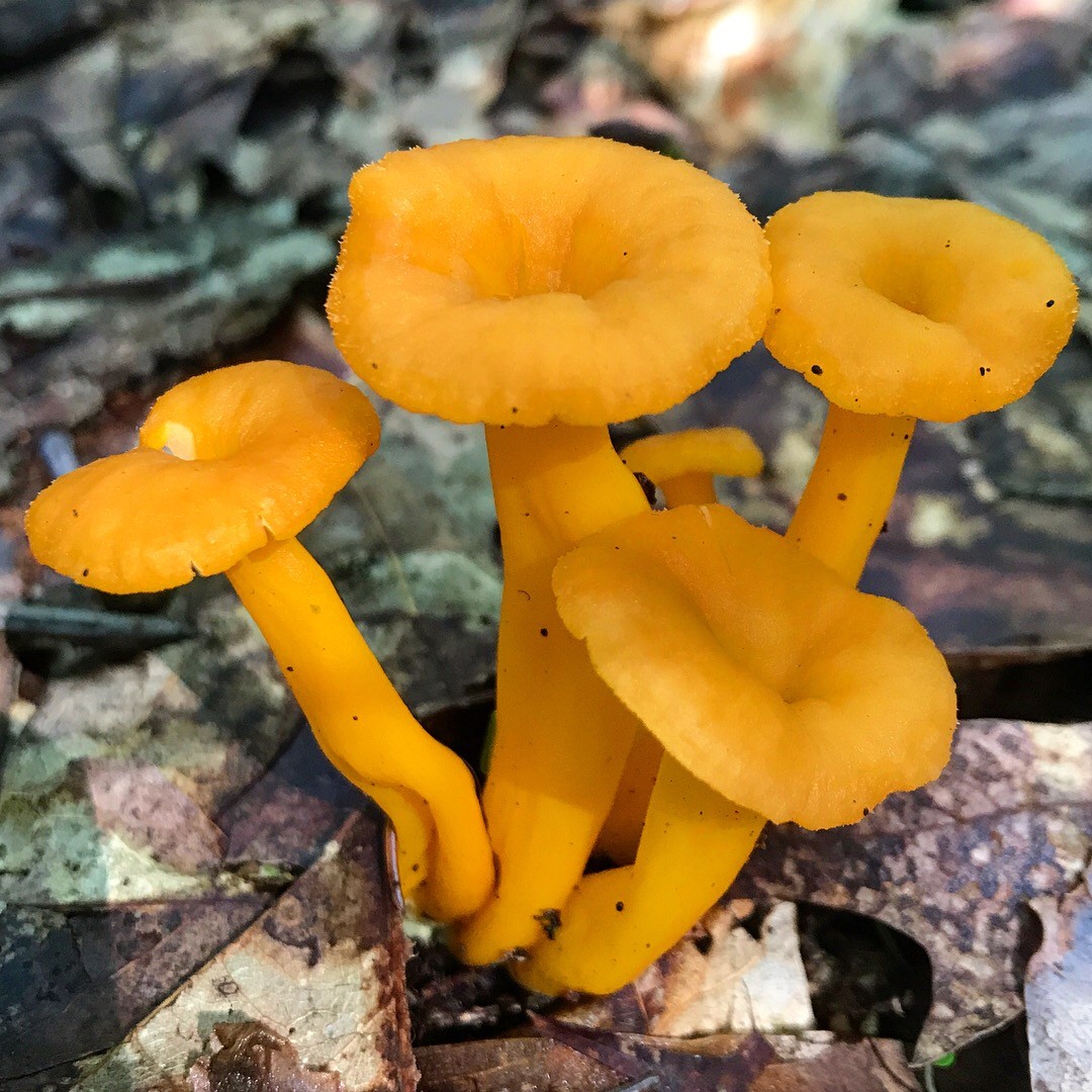 Flame chanterelle How to identify it? Picture Mushroom
