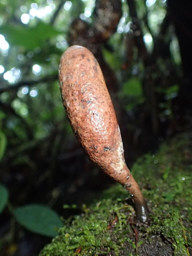 Xylaria (Xylaria) Picture Mushroom