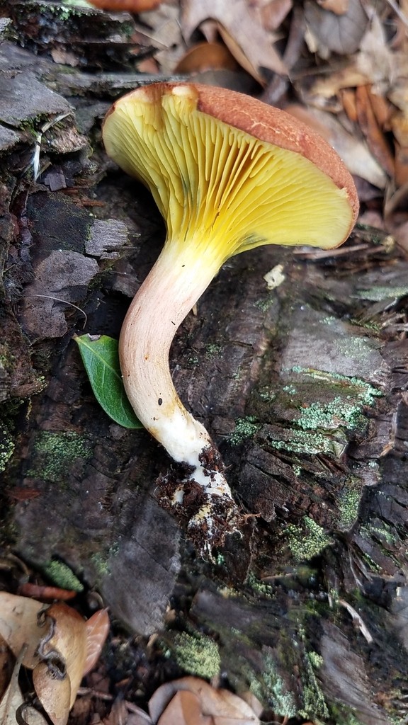 Phylloporus (Phylloporus Picture Mushroom