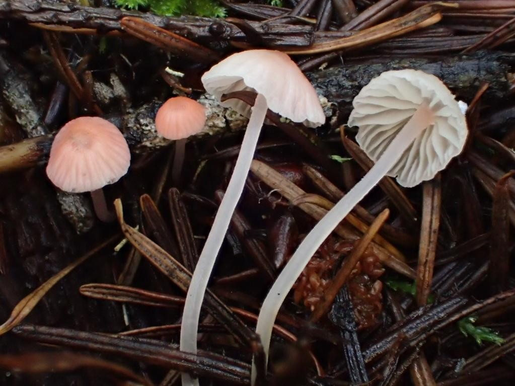 Atheniella (Atheniella) Picture Mushroom
