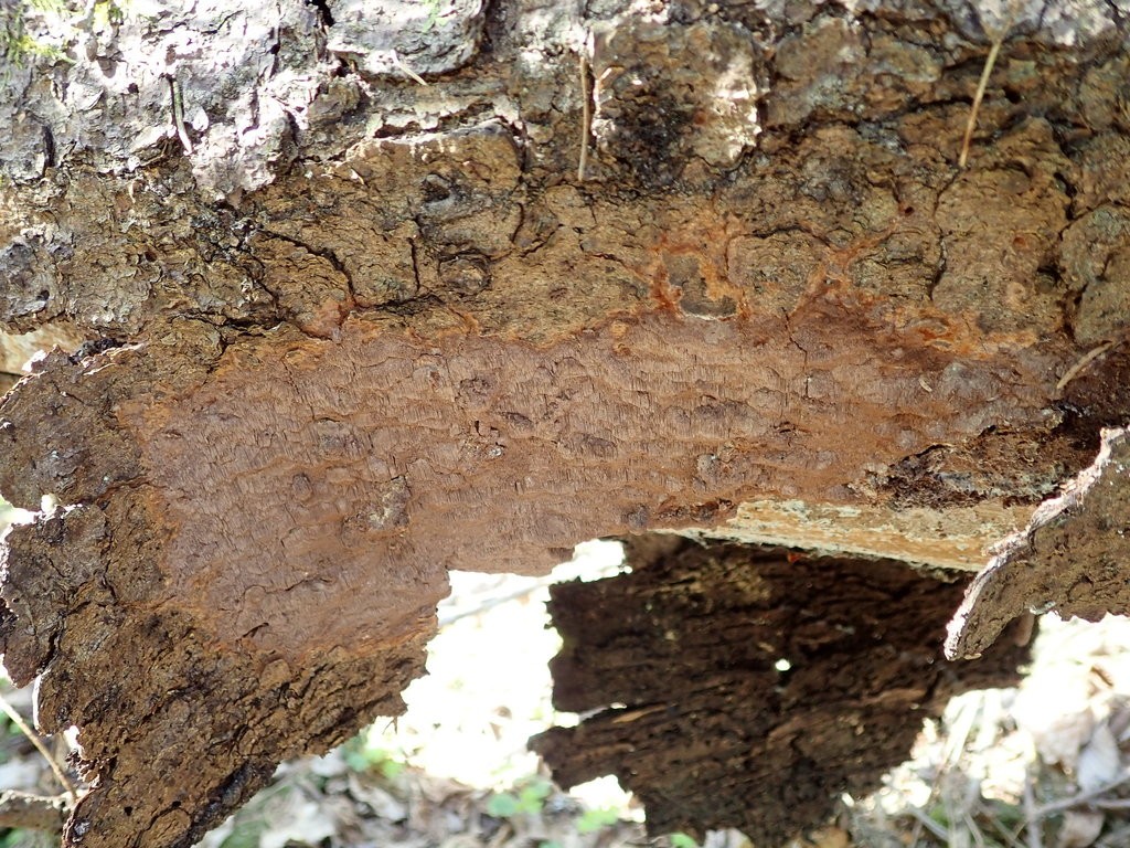 Phellinidium (Phellinidium) Picture Mushroom