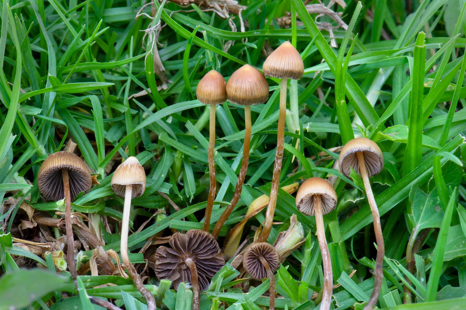 Psilocybe Yungensis Psilocybe Yungensis Picture Mushroom
