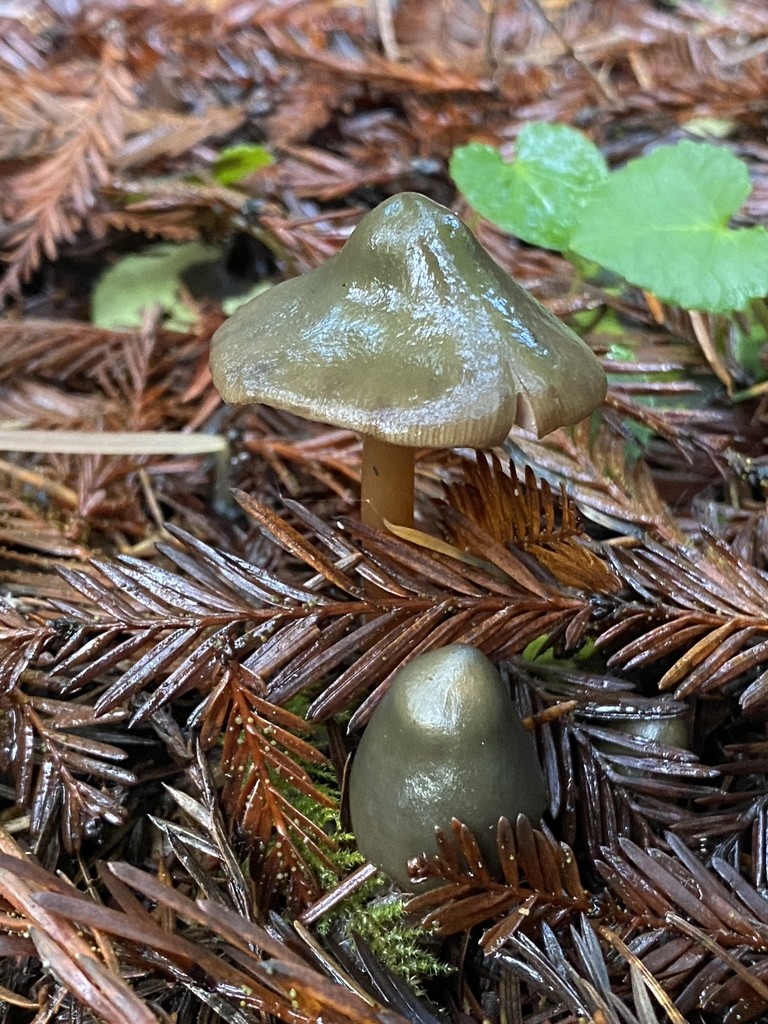 Phaeocollybia (Phaeocollybia) Picture Mushroom