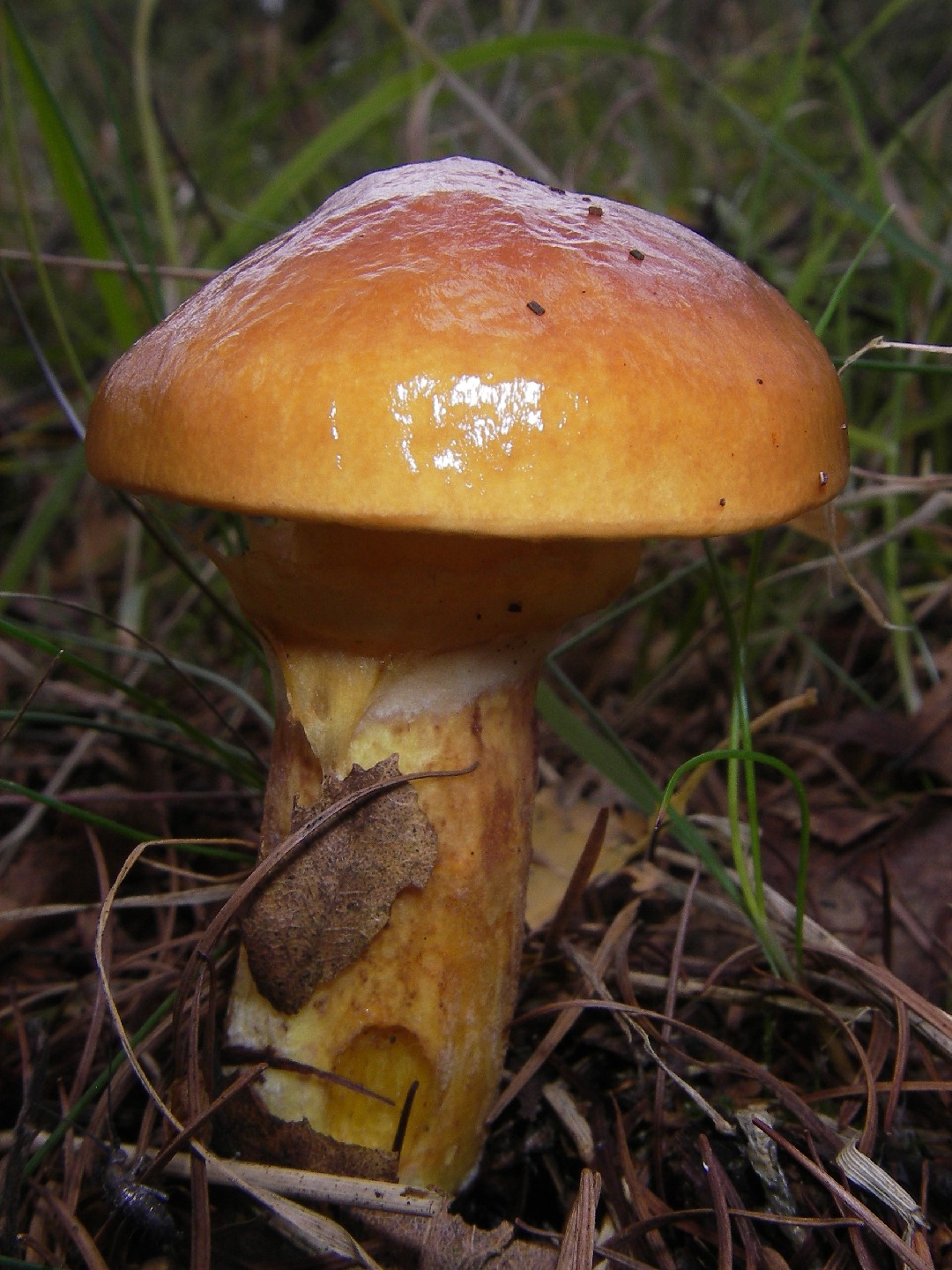 Laricino (Suillus grevillei) - Picture Mushroom