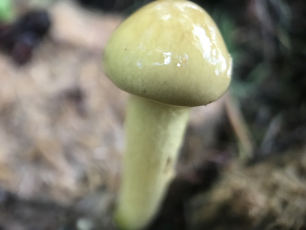 Protostropharia (Protostropharia) Picture Mushroom