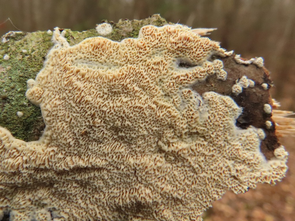 Radulodon (Radulodon) Picture Mushroom