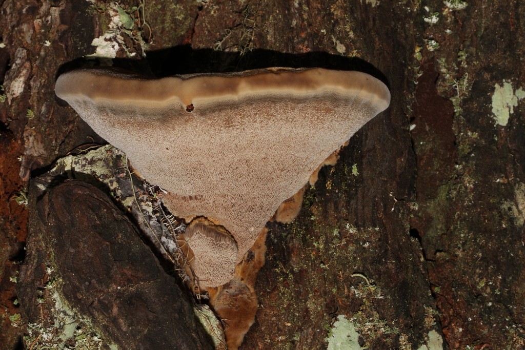 Onnia circinata (Onnia circinata) Picture Mushroom