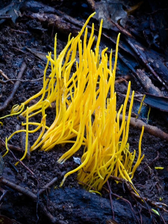 Clavulinopsis amoena (Clavulinopsis amoena) Picture Mushroom