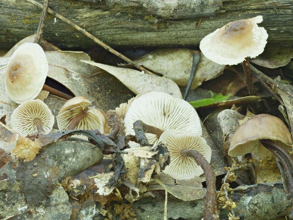 Gymnopus (Gymnopus) - Picture Mushroom