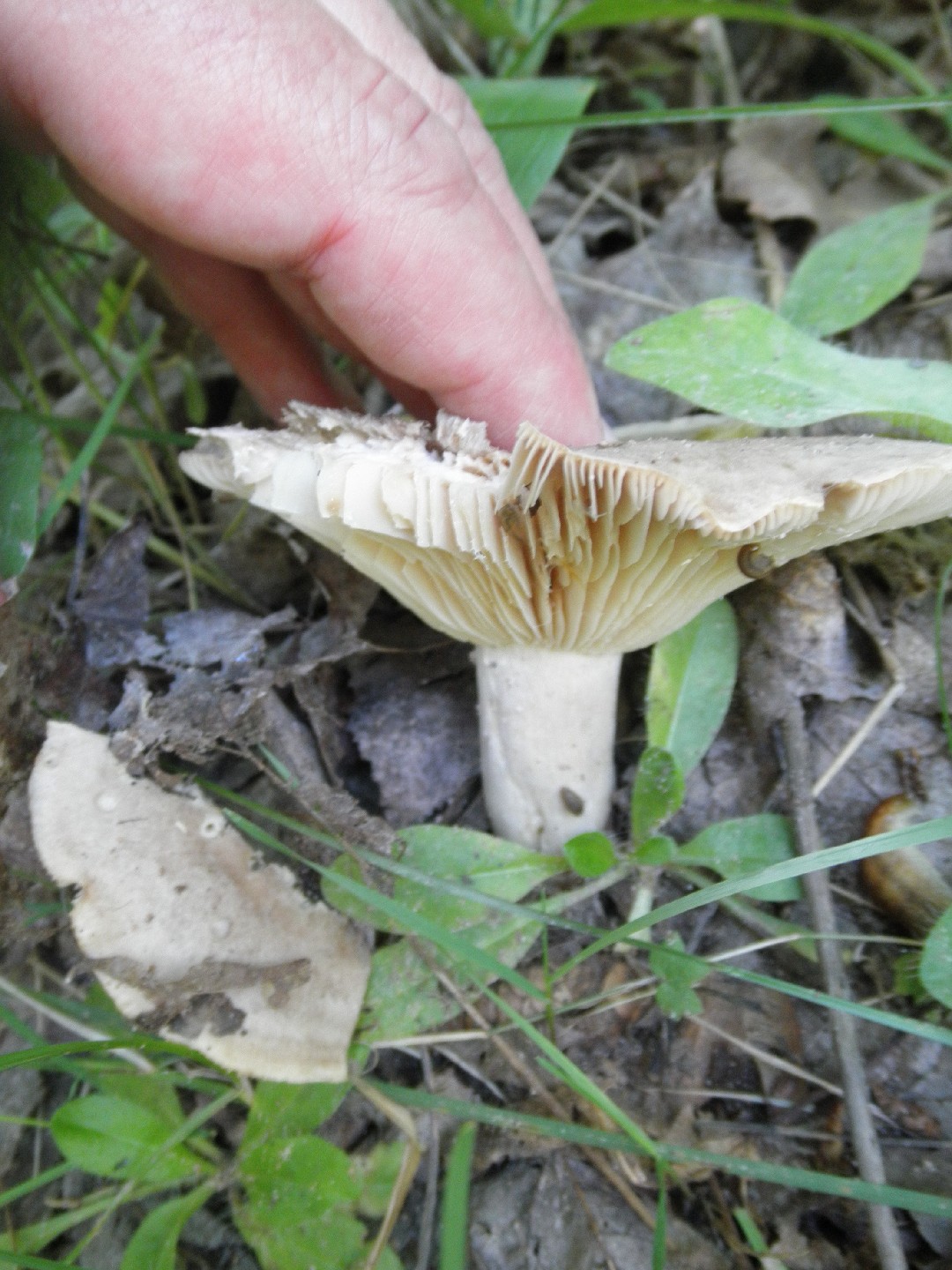 Lactarius caespitosus (Lactarius caespitosus) Picture Mushroom