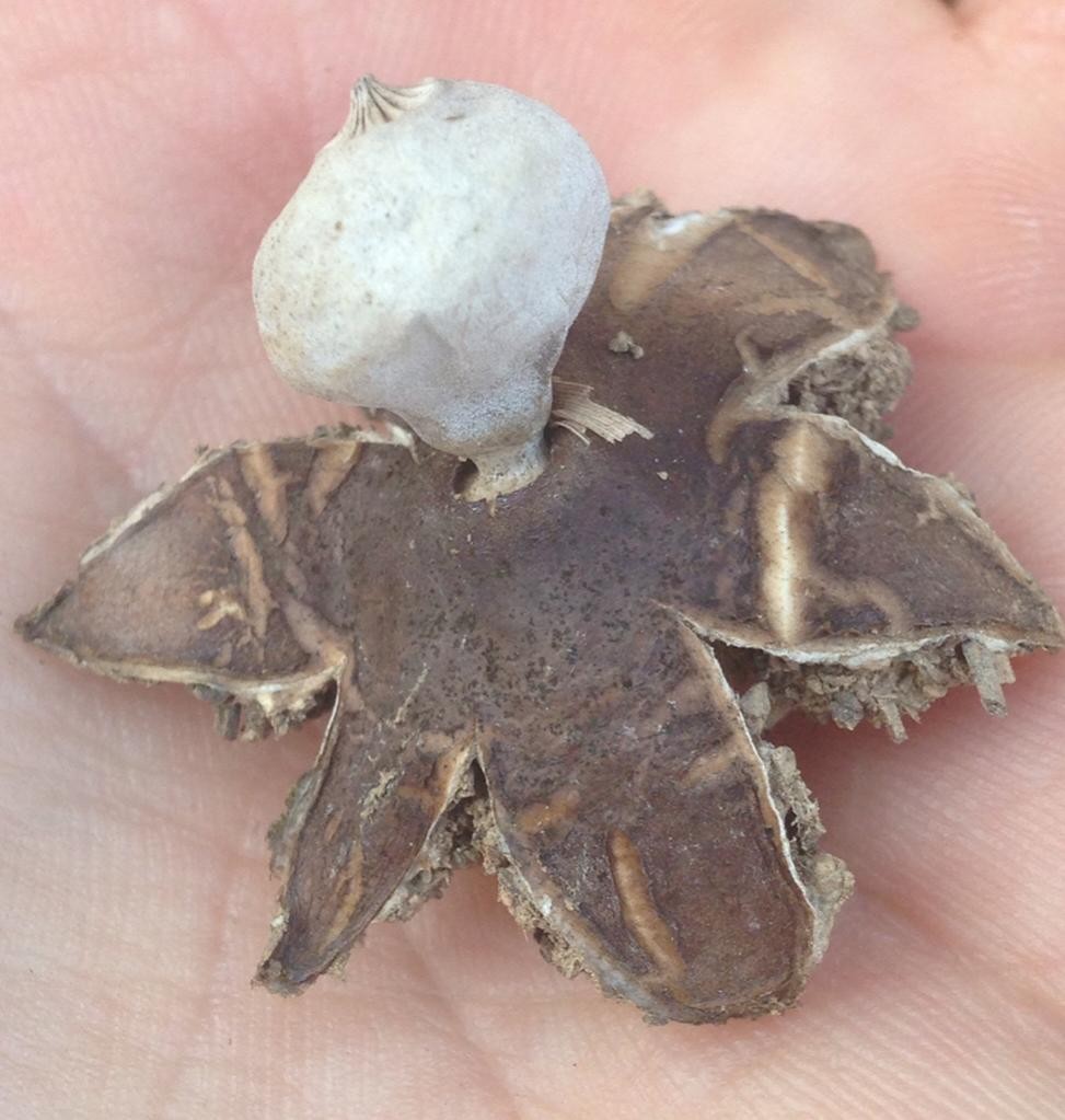Geastrum campestre (Geastrum campestre) - Picture Mushroom