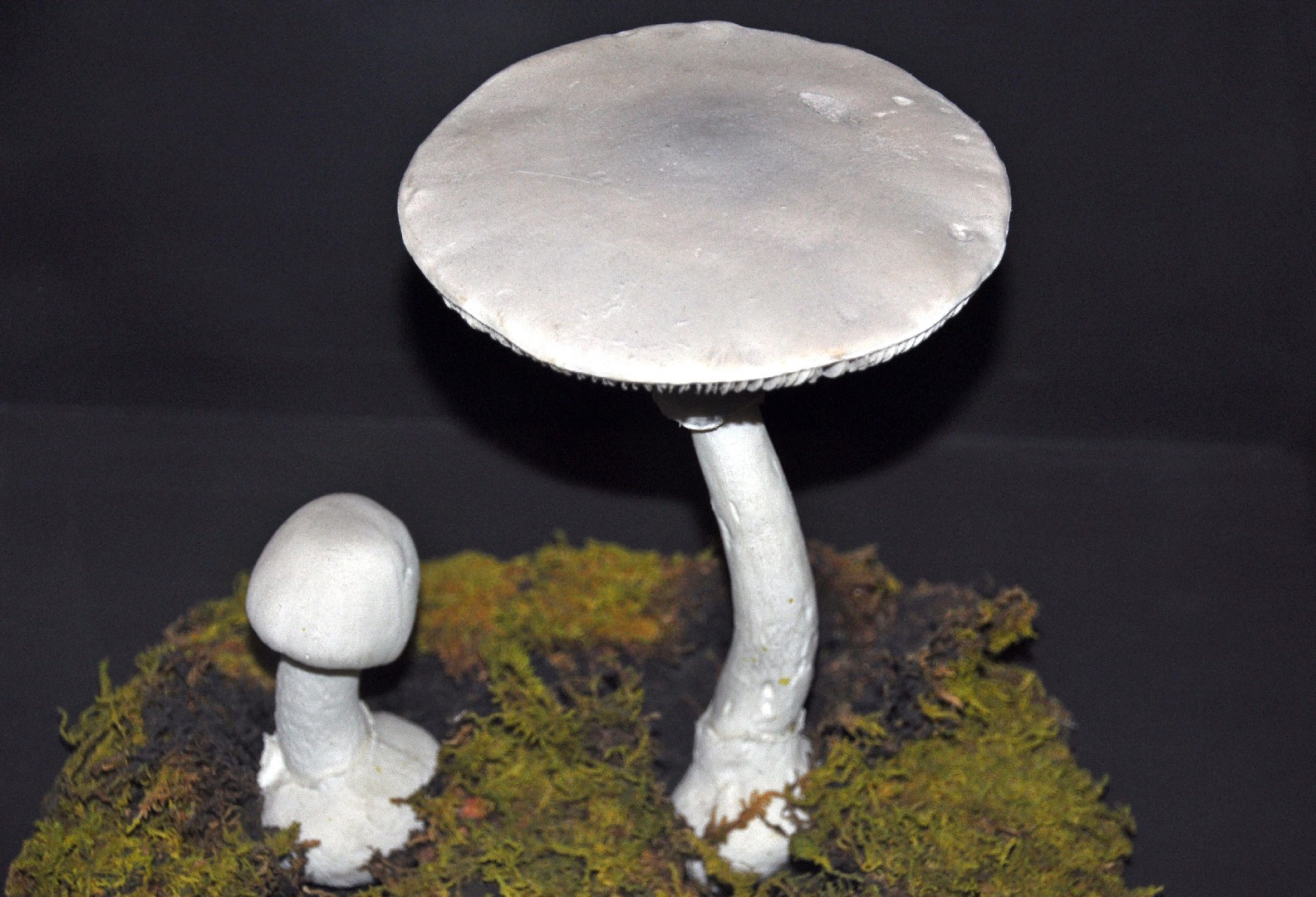 シロタマゴテングタケ 白卵天狗茸 Amanita Verna Picture Mushroom